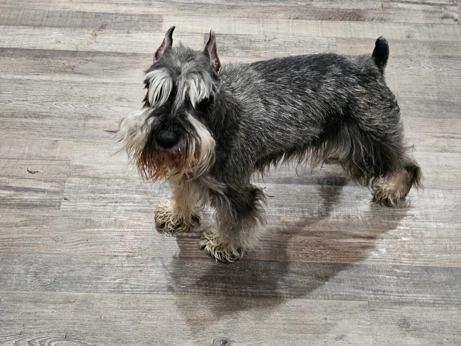 Freya, Miniature Schnauzer female at Harbinger Schnauzers