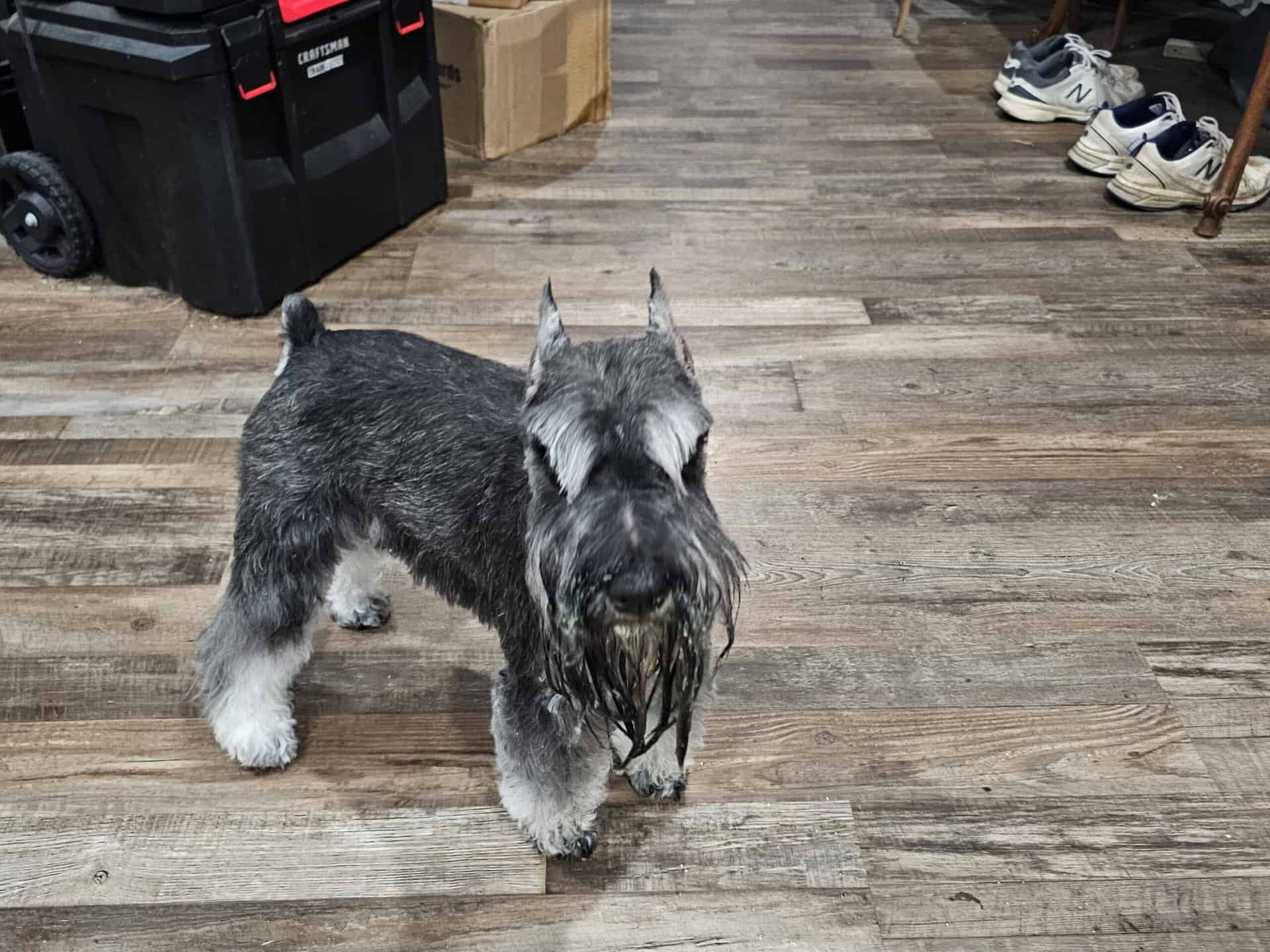 Odin, Salt and Pepper Miniature Schnauzer at Harbinger Schnauzers