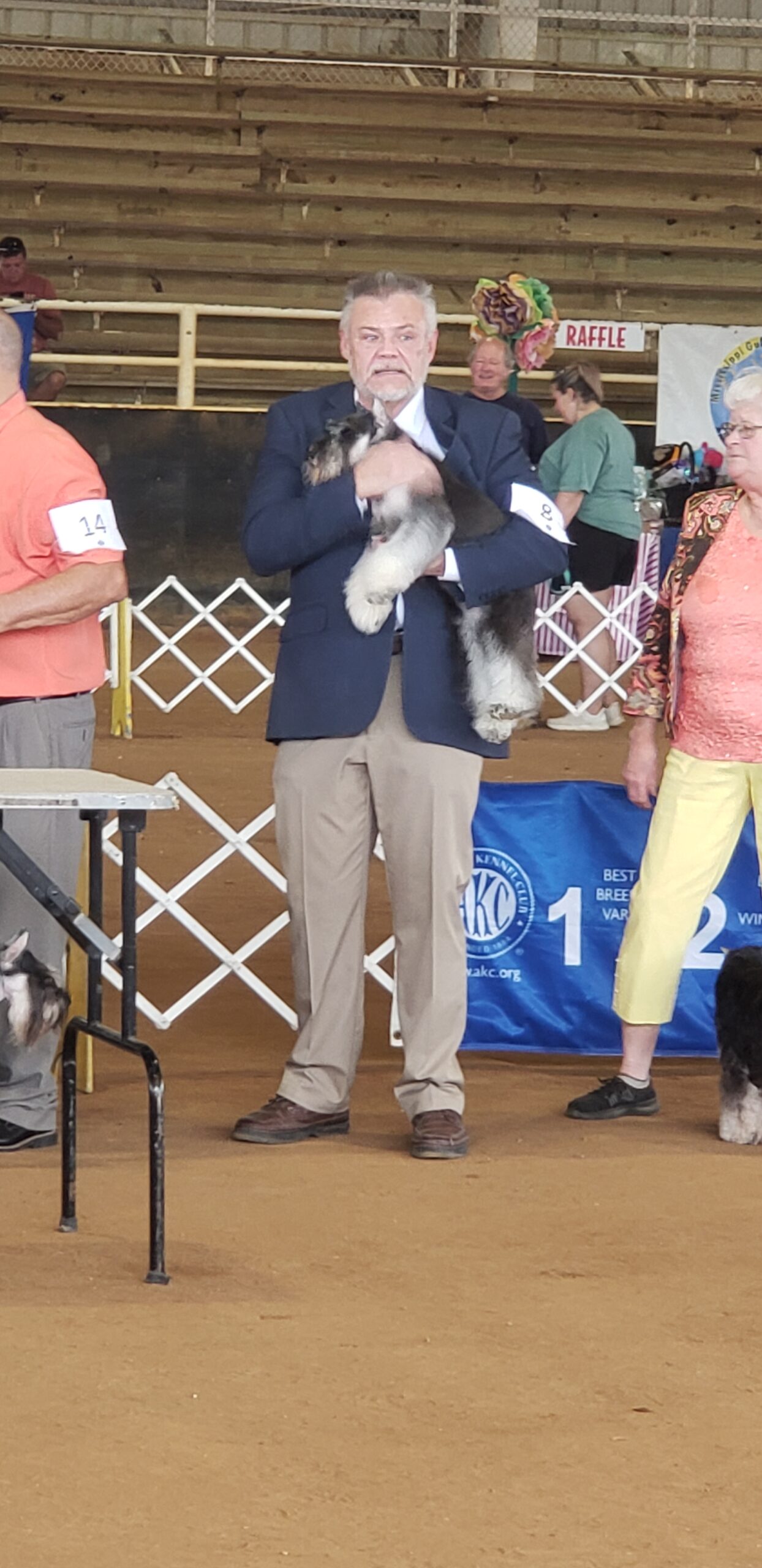 Harbinger Miniature Schnauzer being evaluated in the conformation show ring