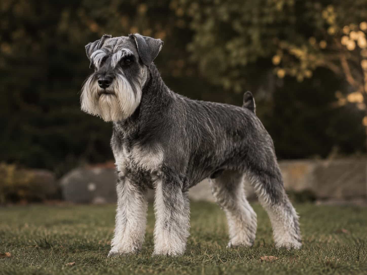 Odin, Harbinger Miniature Schnauzer