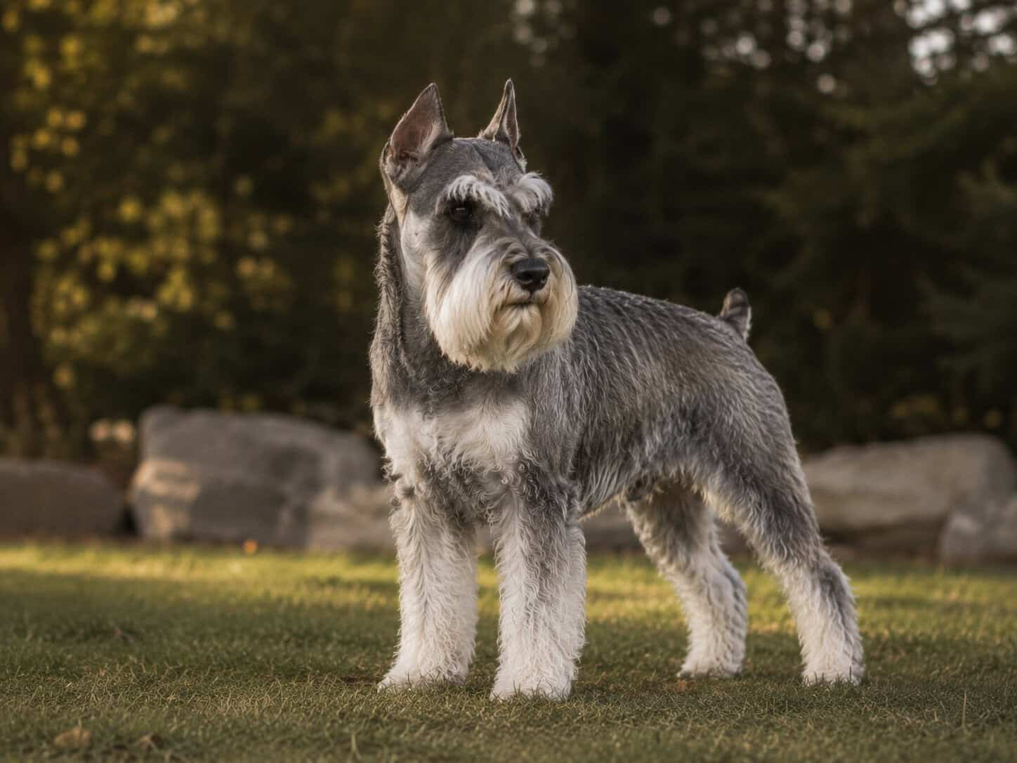 Meleys, Harbinger Miniature Schnauzer