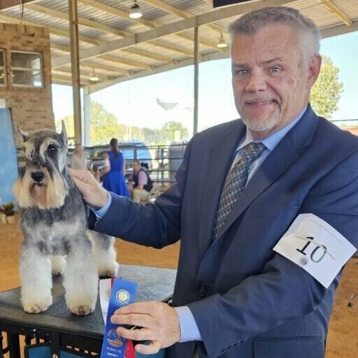 Miniature Schnauzer Winning Ribbon