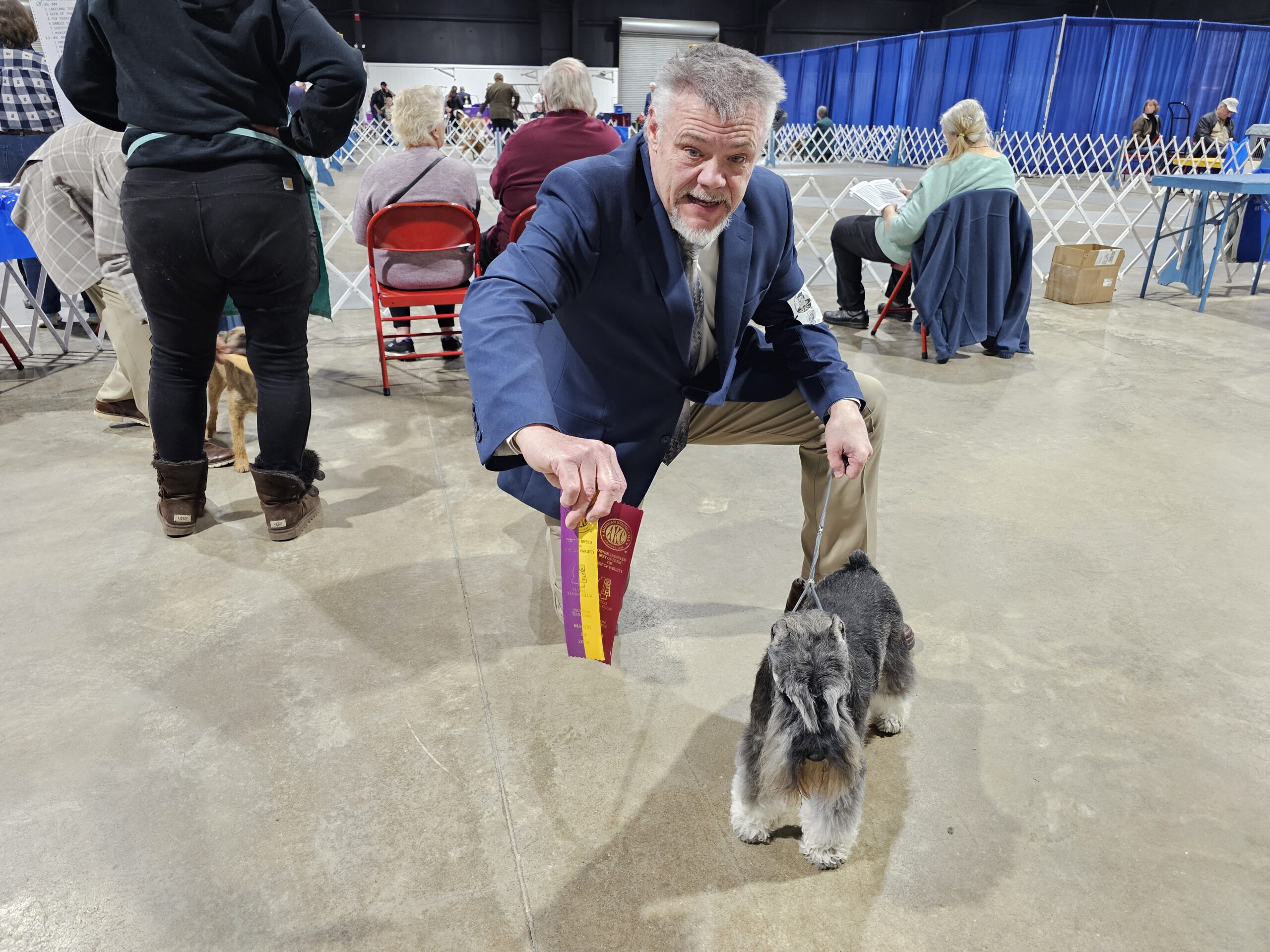 Miniature schnauzer winning AKC confirmation