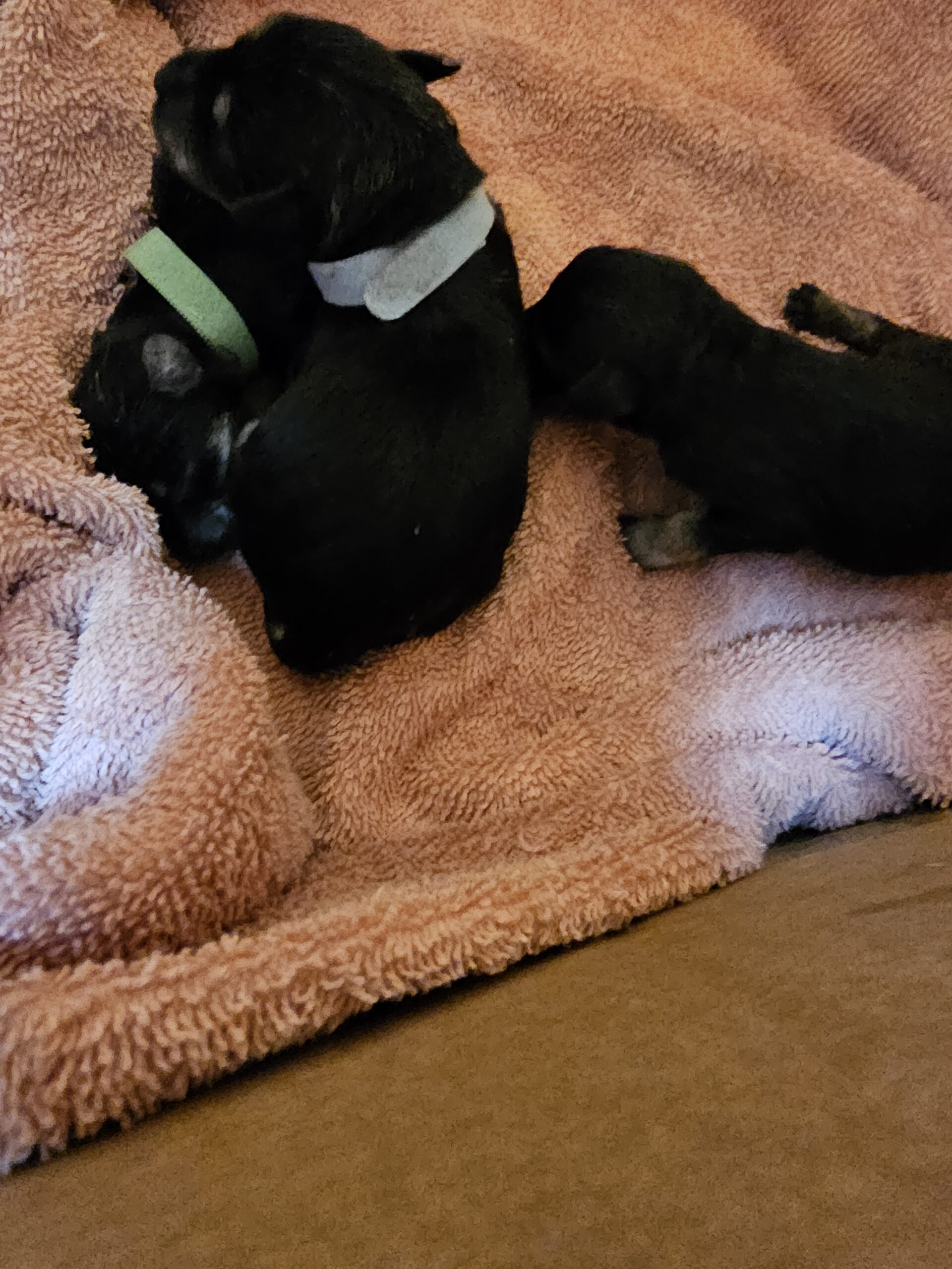 Harbinger puppy being observed during individual development and placement preparation