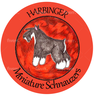 Harbinger Schnauzers       