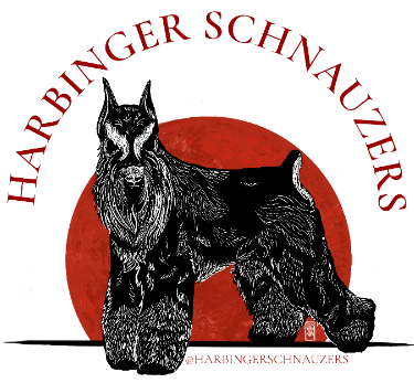 Harbinger Schnauzers