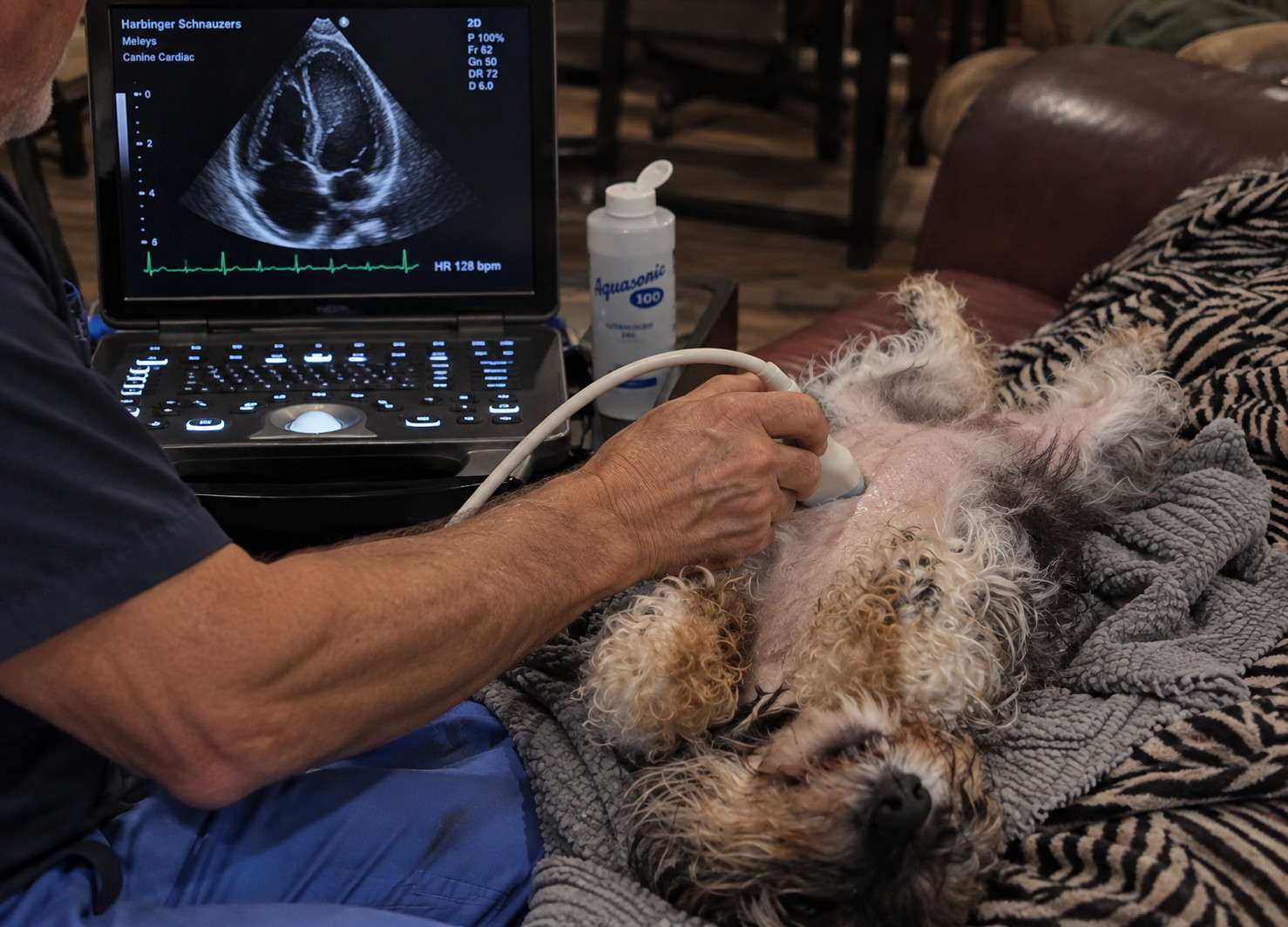Miniature Schnauzer undergoing cardiac echocardiographic screening at Harbinger Schnauzers